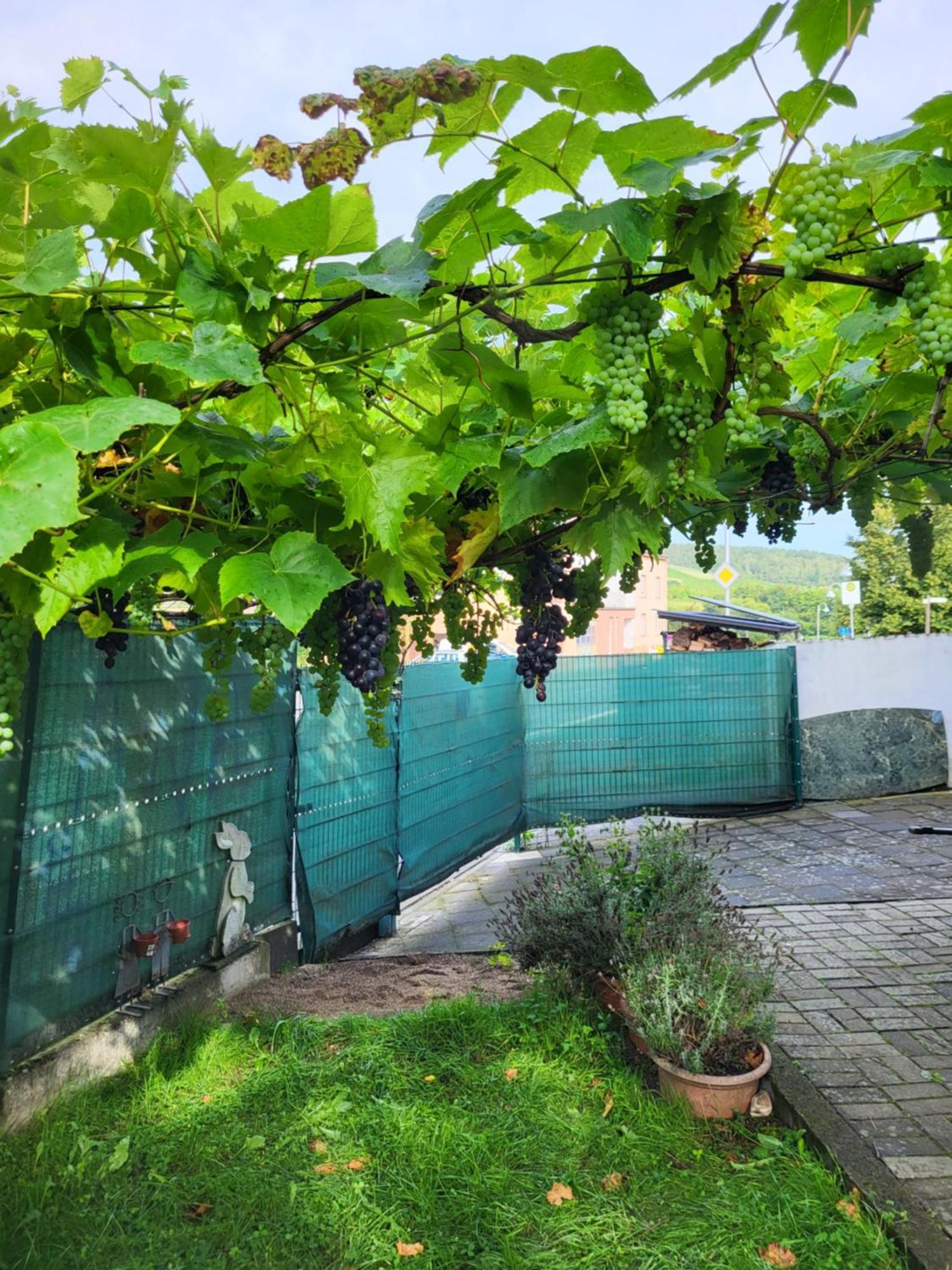 Ahr-weinbergblick